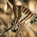 Spot Swordtail