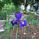 Iris