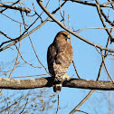 Cooper's Hawk