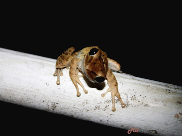 Spotting Image 1
