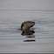 North American River Otter