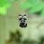 Spined Micrathena