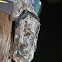 Hoary Bat