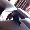 Love bird 