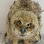 Great Horned Owl