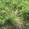 grass