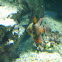 Pajama cardinal fish