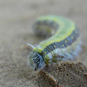 Brown-veined White Larvae