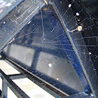 Spider Web