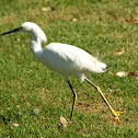 Snowy egret