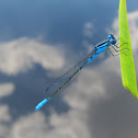 Hagen's Bluet damselfly