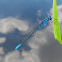 Hagen's Bluet damselfly