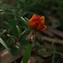 Honey bee