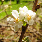 red cherry blossom