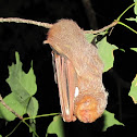 Eastern Red Bat
