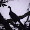 Black Guan