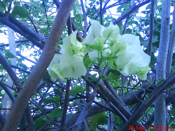 Spotting Image 1