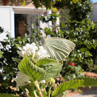 Mariposa de la col. Cabbage butterfly