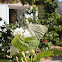 Mariposa de la col. Cabbage butterfly
