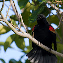 Red-winged Blackbird (male)