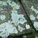 Lichen