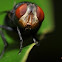 A Fly