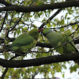 Parrots of the World
