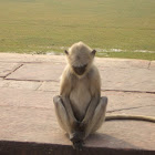 Hanuman langurs