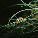 Black Swallowtail Larva