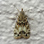 Grass moth