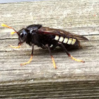 Elm sawfly
