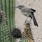 Cactus wren