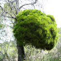 Escoba de bruja