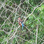 White breasted kingfisher