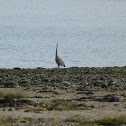 great blue heron