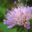 Knautia arvensis