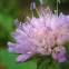 Knautia arvensis