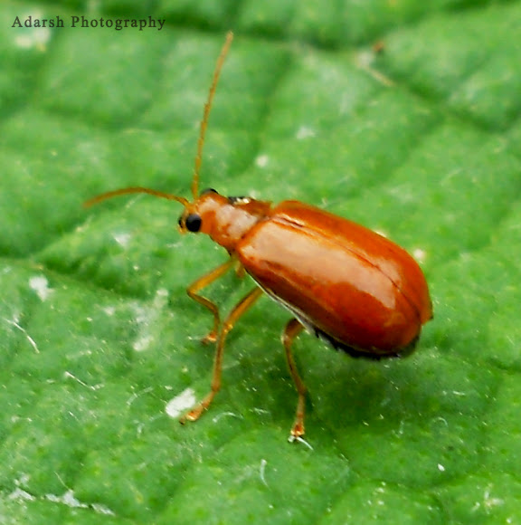 Orange Pumpkin Beetle Project Noah