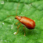 Orange Pumpkin Beetle