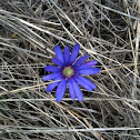 Windflower