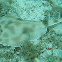 Lesser electric ray