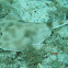 Lesser electric ray