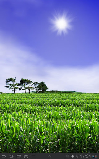 Cornfield Live Wallpaper