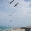 Brown Pelican