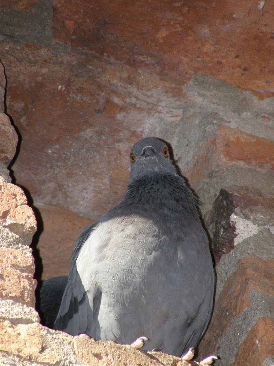 Rock pidgeon