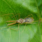 Assasin bug