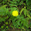 Flatweed