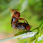 Clay-colored leaf beetle