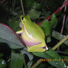 Green treefrog