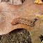 Large Yellow Underwing